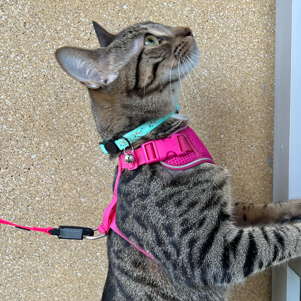 OHS X PG - Cat Collar