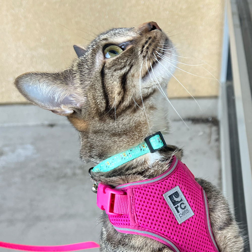 OHS X PG - Cat Collar