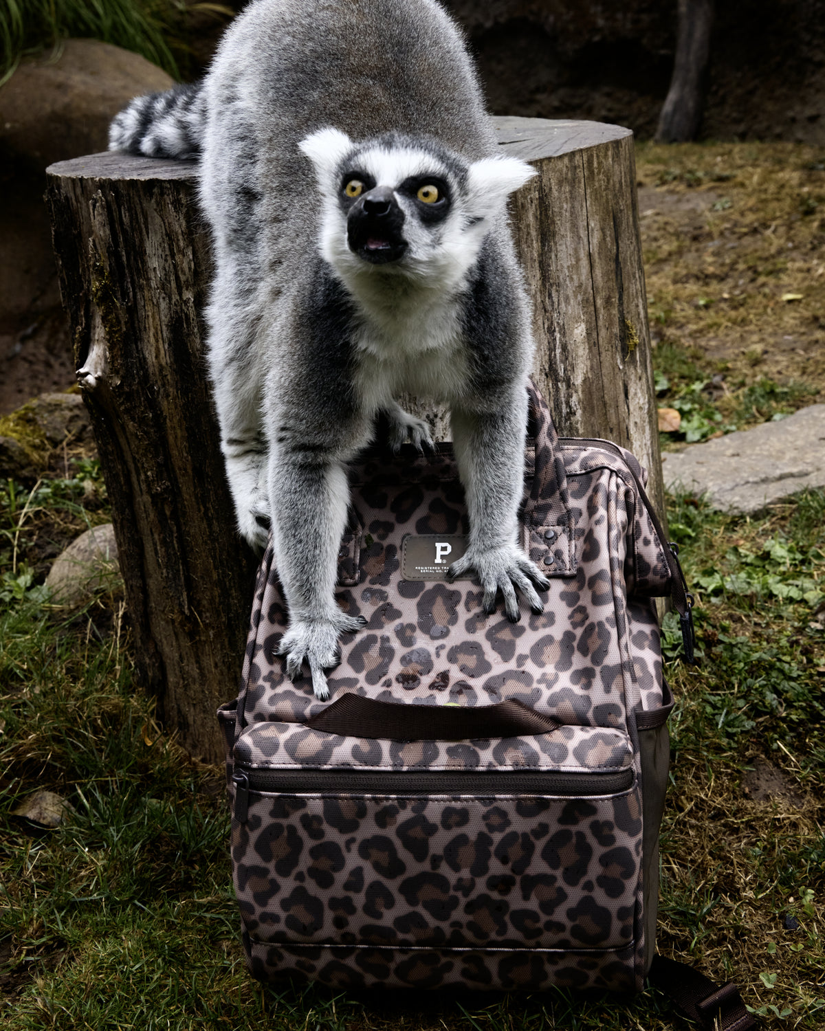#color_leopard
